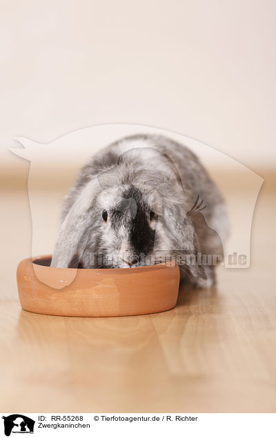 Zwergkaninchen / dwarf rabbit / RR-55268