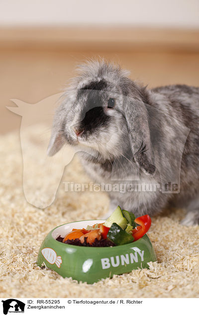 Zwergkaninchen / dwarf rabbit / RR-55295