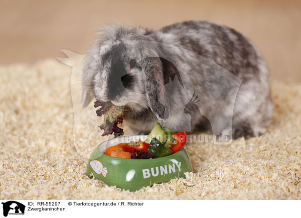 Zwergkaninchen / dwarf rabbit / RR-55297