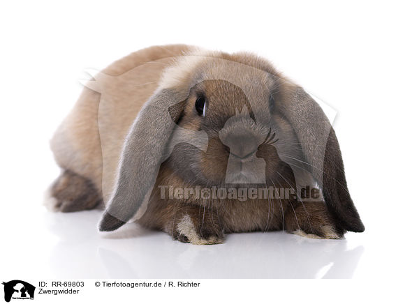 Zwergwidder / Mini Lop / RR-69803