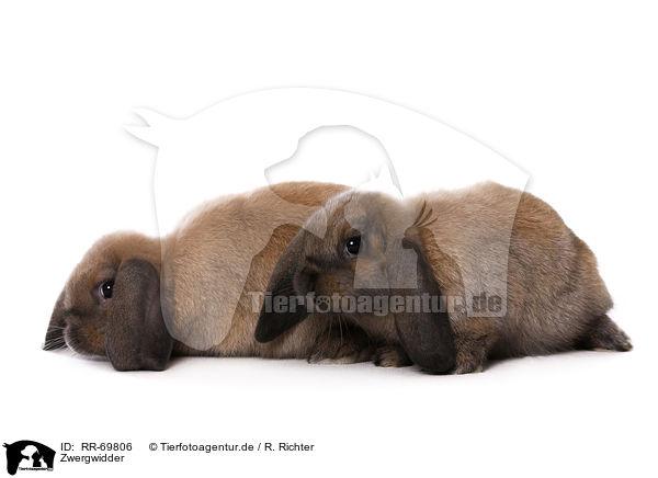 Zwergwidder / Mini Lop / RR-69806