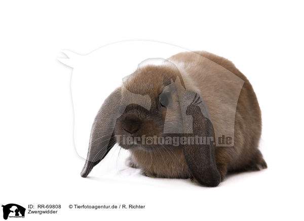 Zwergwidder / Mini Lop / RR-69808