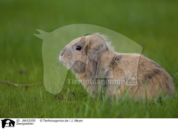 Zwergwidder / floppy-eared rabbit / JM-03355