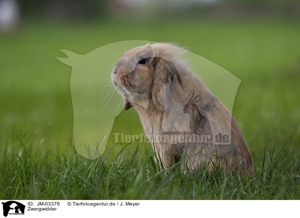 Zwergwidder / floppy-eared rabbit / JM-03376