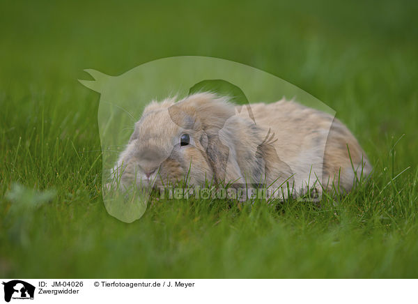 Zwergwidder / floppy-eared rabbit / JM-04026