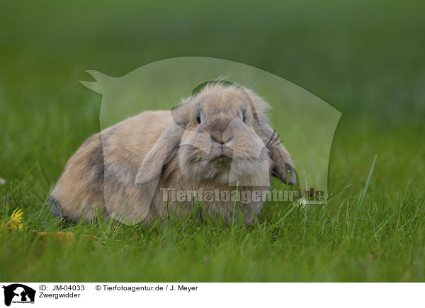 Zwergwidder / floppy-eared rabbit / JM-04033
