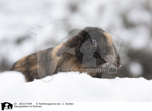 Zwergwidder im Schnee / Mini Lop in snow / JEG-01564