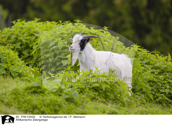 Afrikanische Zwergziege / african pygmy goat / PW-10920