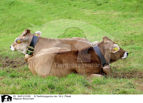 Allguer Braunvieh / cows / WJP-01028