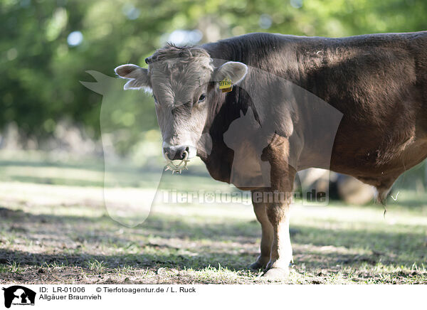 Allguer Braunvieh / LR-01006