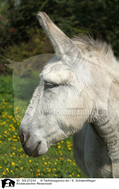 Andalusischer Riesenesel / donkey / SS-27234