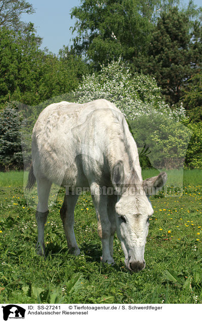 Andalusischer Riesenesel / donkey / SS-27241