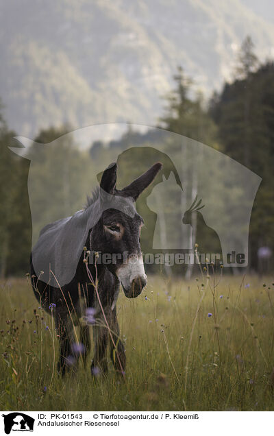 Andalusischer Riesenesel / Andalusian donkey / PK-01543