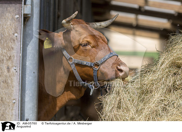 Angusrind / Angus cattle / AM-05760