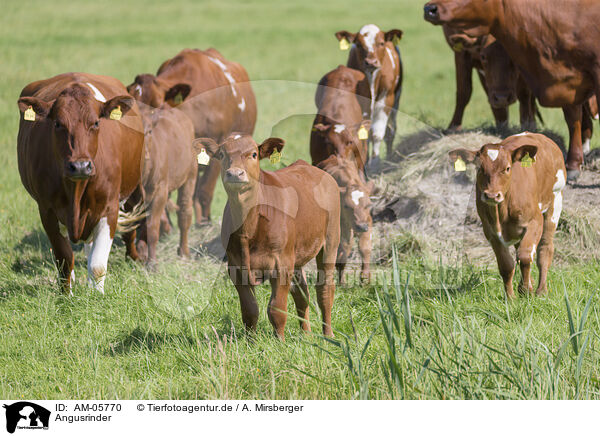 Angusrinder / Angus cattle / AM-05770