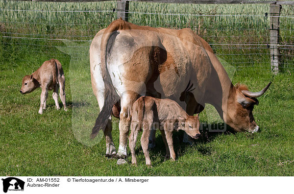 Aubrac-Rinder / Aubrac cattles / AM-01552
