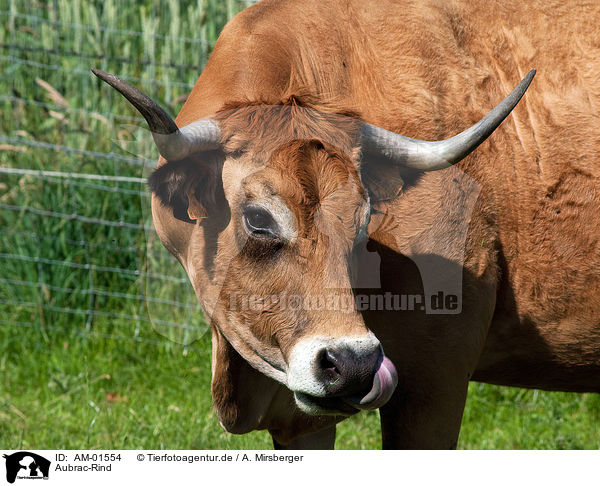 Aubrac-Rind / Aubrac cattle / AM-01554