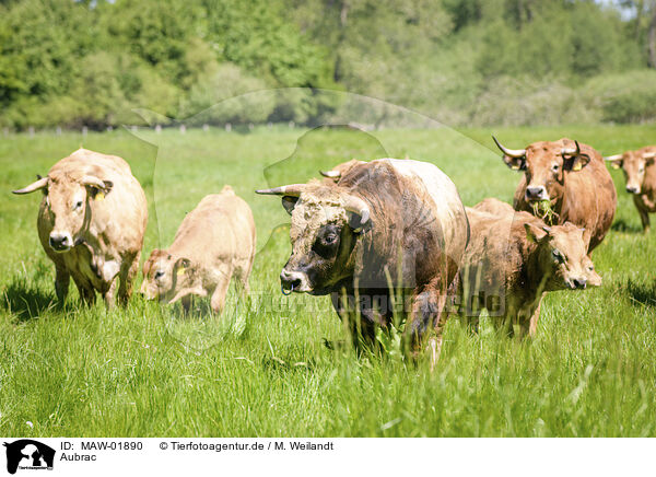 Aubrac / Aubrac / MAW-01890