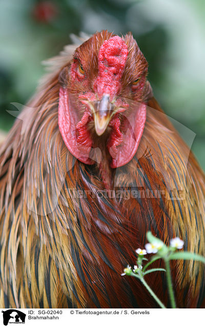 Brahmahahn / brahma chicken / SG-02040