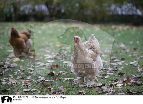 Brahma / Brahma partridge / JM-21260