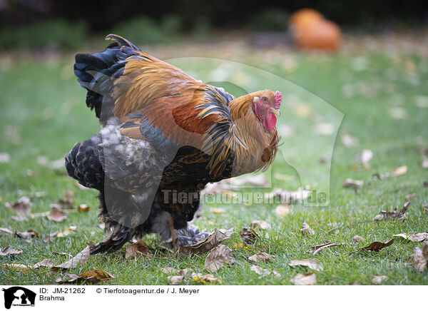 Brahma / Brahma partridge / JM-21262