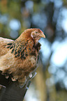 Brahma Huhn