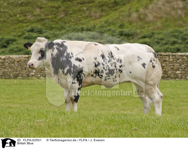 British Blue / British Blue Cattle / FLPA-02501