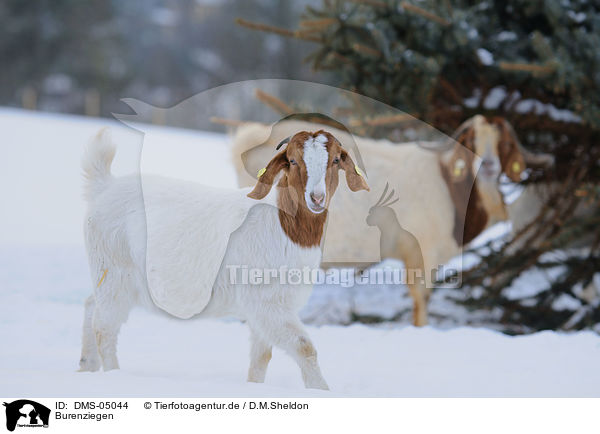 Burenziegen / goats / DMS-05044