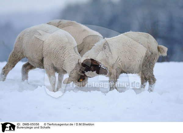 Burenziege und Schafe / DMS-05056