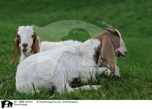 Burenziege / goats / DMS-05444