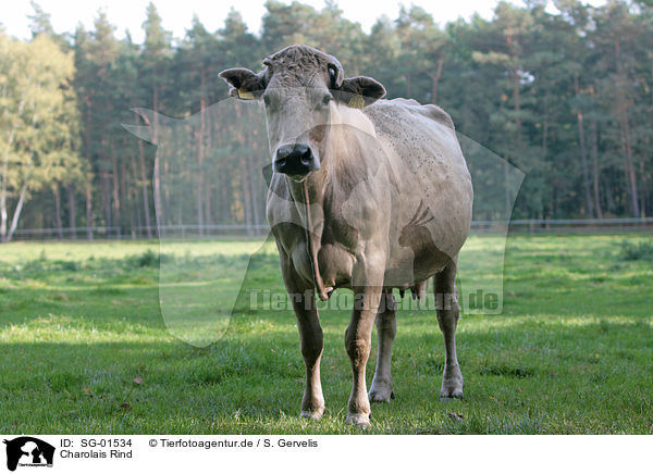 Charolais Rind / Charolais cattle / SG-01534