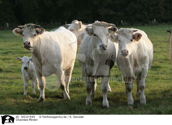 Charolais Rinder / Charolais cattles / SG-01545