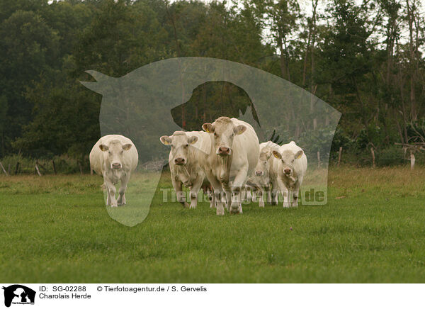Charolais Herde / SG-02288