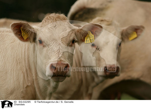 Charolais / Charolais / SG-02295