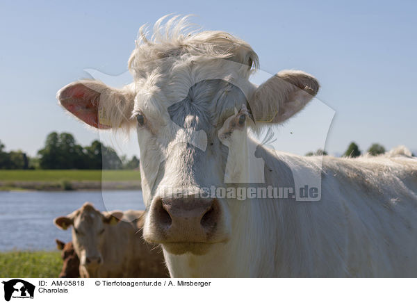 Charolais / Charolais Cattle / AM-05818