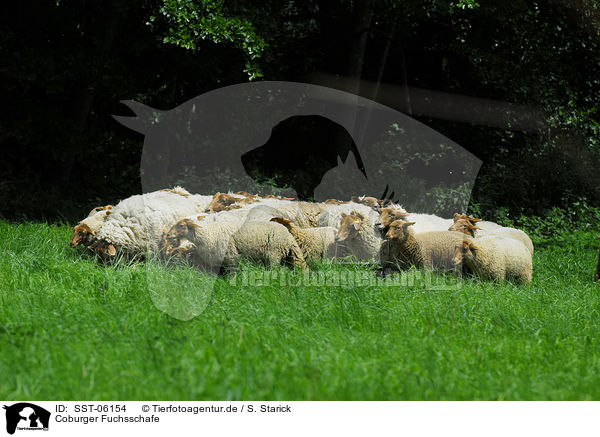 Coburger Fuchsschafe / sheeps / SST-06154