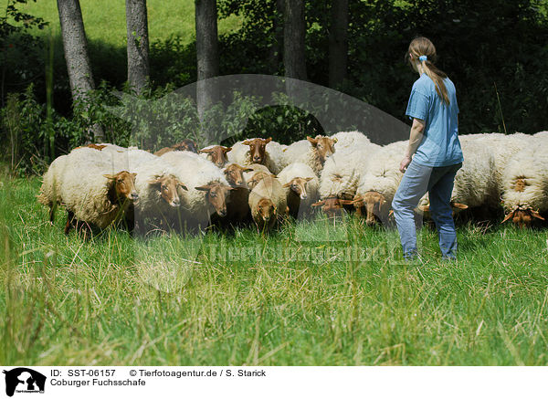 Coburger Fuchsschafe / sheeps / SST-06157