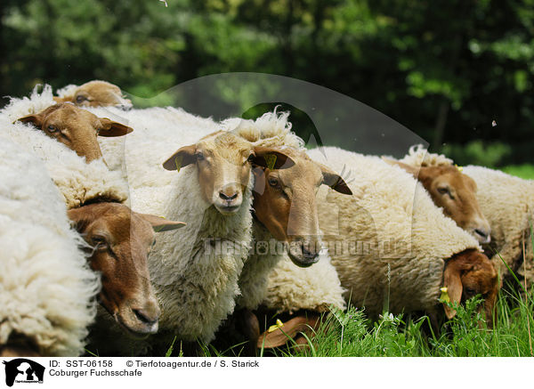 Coburger Fuchsschafe / sheeps / SST-06158