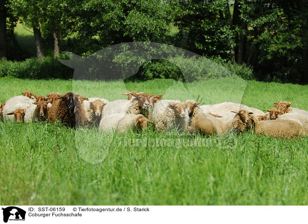 Coburger Fuchsschafe / sheeps / SST-06159