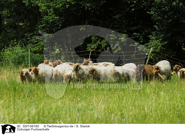 Coburger Fuchsschafe / sheeps / SST-06160