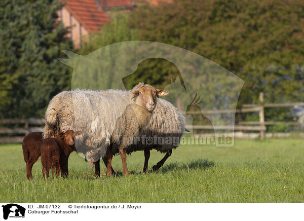 Coburger Fuchsschaf / Coburg Fox Sheep / JM-07132