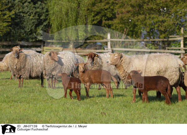 Coburger Fuchsschaf / Coburg Fox Sheep / JM-07139