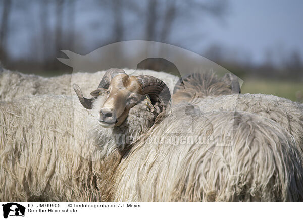 Drenthe Heideschafe / Drenthe sheeps / JM-09905