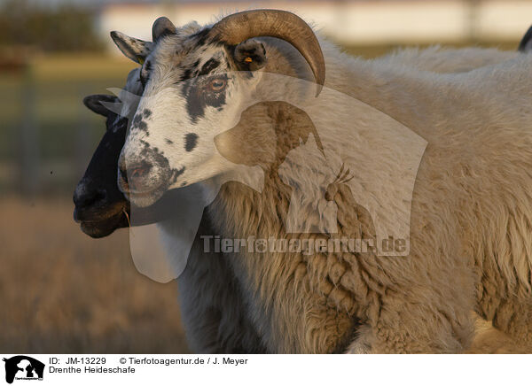 Drenthe Heideschafe / Drenthe Sheeps / JM-13229