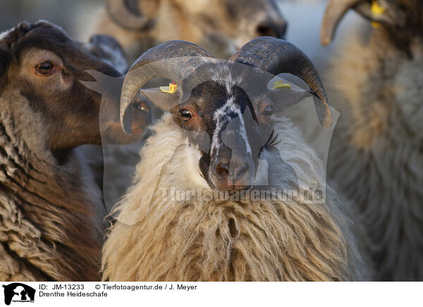 Drenthe Heideschafe / Drenthe Sheeps / JM-13233