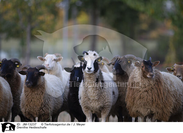 Drenthe Heideschafe / Drenthe Sheeps / JM-13237
