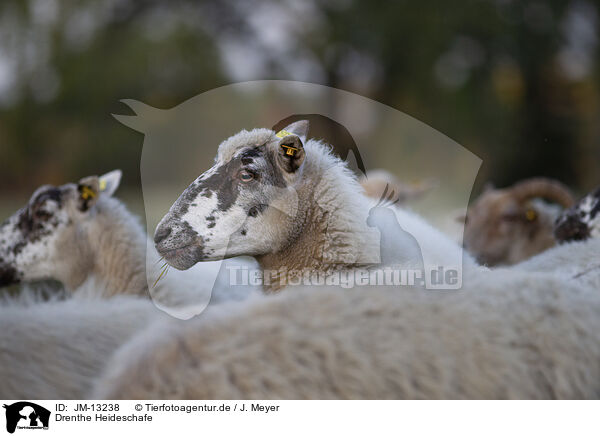Drenthe Heideschafe / Drenthe Sheeps / JM-13238