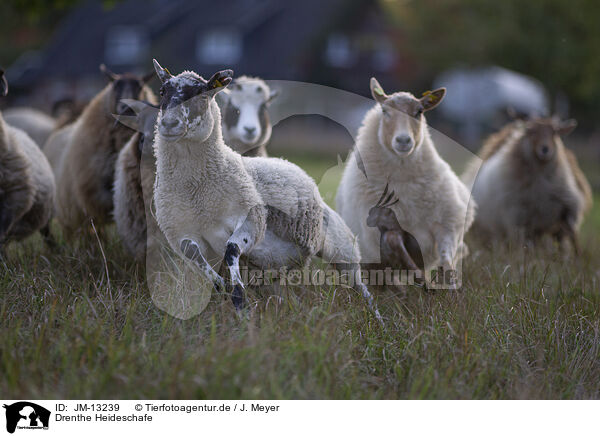 Drenthe Heideschafe / Drenthe Sheeps / JM-13239