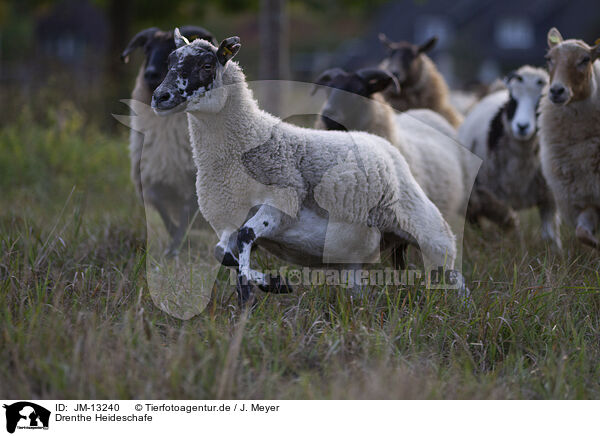 Drenthe Heideschafe / Drenthe Sheeps / JM-13240