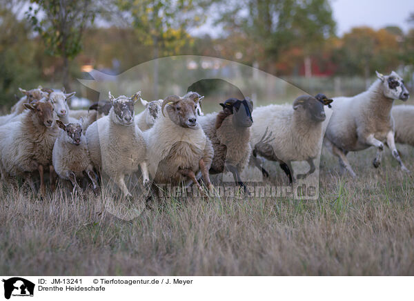 Drenthe Heideschafe / Drenthe Sheeps / JM-13241